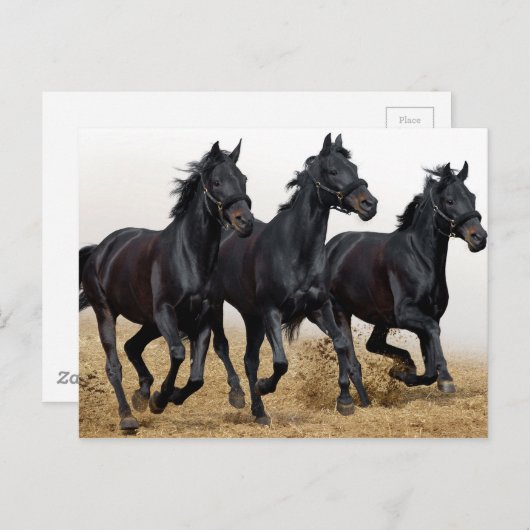 黒馬 ポストカード (正面/裏面)