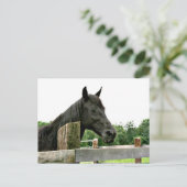 黒馬 ポストカード (スタンド正面)