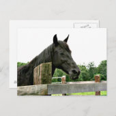黒馬 ポストカード (正面/裏面)