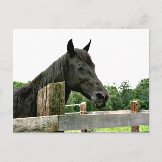 黒馬 ポストカード (正面)