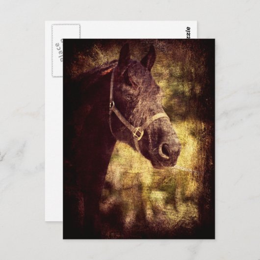 黒馬 ポストカード (正面/裏面)