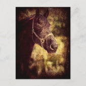 黒馬 ポストカード (正面)