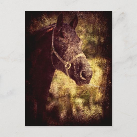 黒馬 ポストカード (正面)