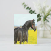 黒馬 ポストカード (スタンド正面)