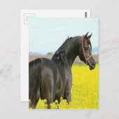 黒馬 ポストカード (正面/裏面)