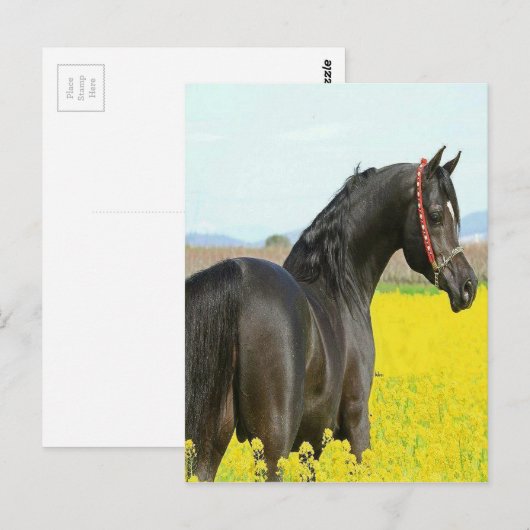 黒馬 ポストカード (正面/裏面)