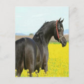 黒馬 ポストカード (正面)