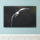 黒髪のカモメ キャンバスプリント (インサイチュ (ウッドフロア))