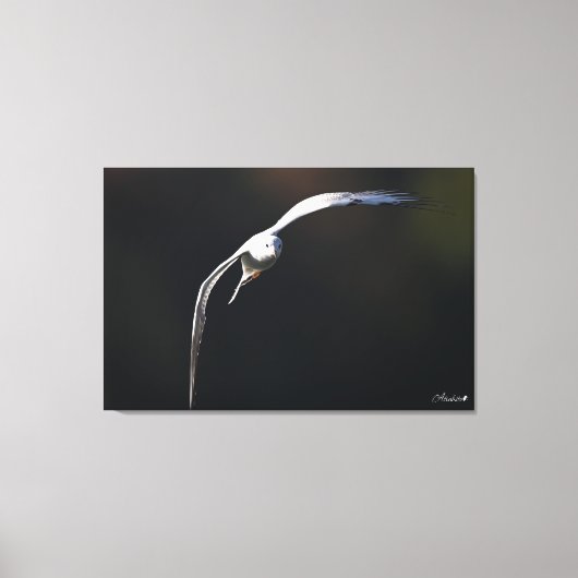 黒髪のカモメ キャンバスプリント (正面)