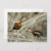 黒髭の口笛のアヒル ポストカード (正面/裏面)