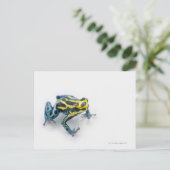 黒黄色青の毒ダンゴムシガエル ポストカード (スタンド正面)