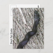 黒鼠ヘビ ポストカード (正面/裏面)