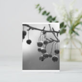 黒+スタイリッシュ白のクリスマスベリー シーズンポストカード (スタンド正面)