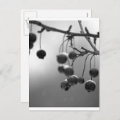 黒+スタイリッシュ白のクリスマスベリー シーズンポストカード (正面/裏面)