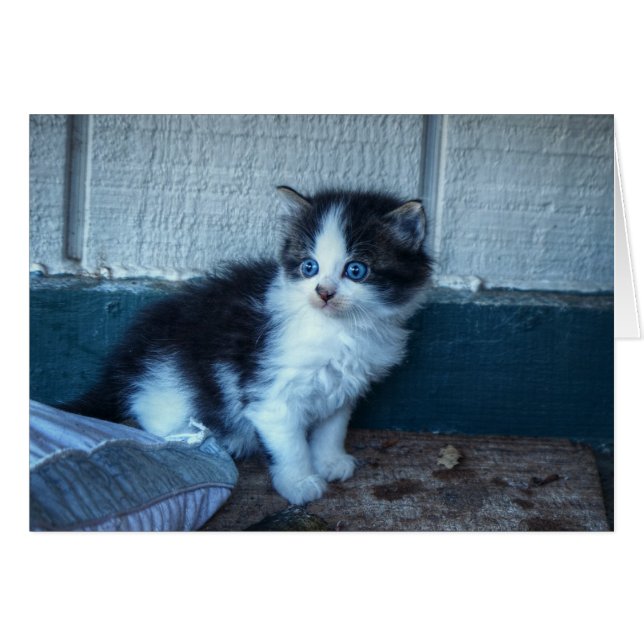 黒+白の子猫 (正面横)