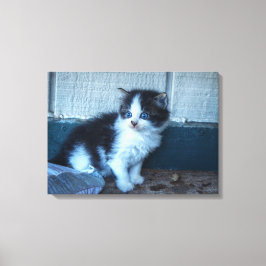 黒+白の子猫 キャンバスプリント