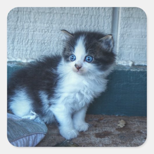 黒+白の子猫 スクエアシール (正面)