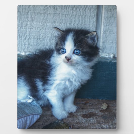 黒+白の子猫 フォトプラーク (正面)
