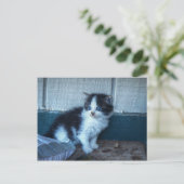 黒+白の子猫 ポストカード (スタンド正面)