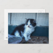 黒+白の子猫 ポストカード (正面/裏面)
