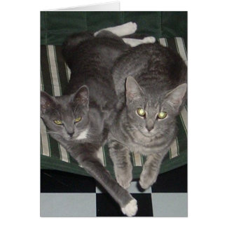 黒、白及び灰色