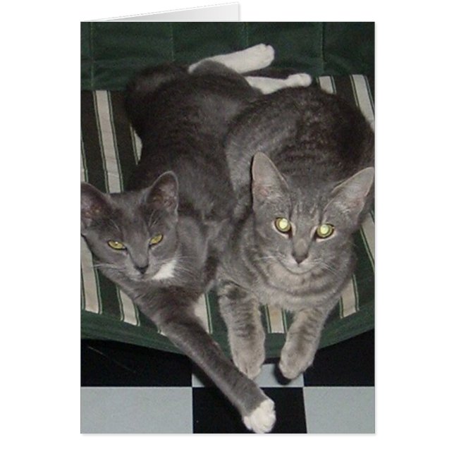 黒、白及び灰色 (正面)