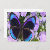 黒、紫、および青の蝶 ポストカード (正面/裏面)