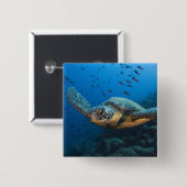 黒(緑)亀(チェロニアアガッシジ) 缶バッジ (正面&裏面)