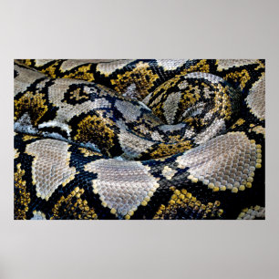 黒、黄色、グレーのpython ポスター