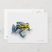 黒、黄、青の毒ダーツカエル ポストカード (正面/裏面)