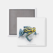 黒、黄、青の毒ダーツカエル マグネット (正面/裏面)