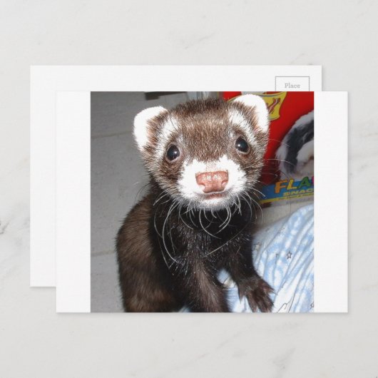 鼻に白いマーキングがあるかわいいフェレットのクローズアップ、1 ポストカード (正面/裏面)