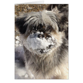鼻に雪がついた面白い犬