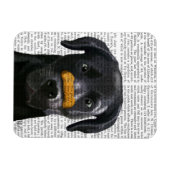 鼻に骨がある黒いラブラドール マグネット (横)