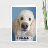 鼻の大きな古いファルトの白いプードルの匂いがする カード (正面)