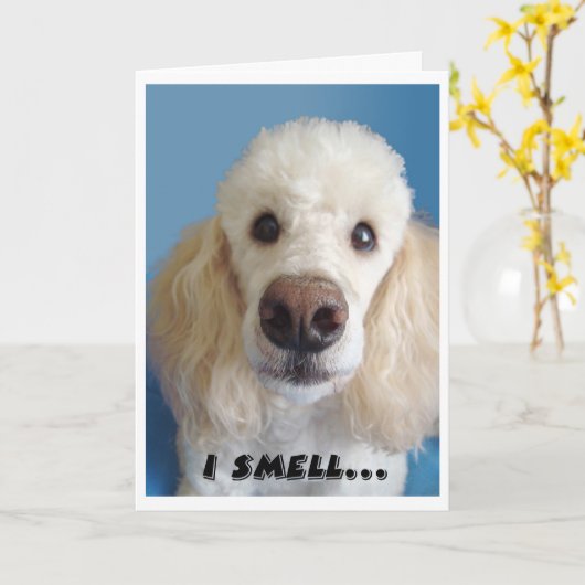 鼻の大きな古いファルトの白いプードルの匂いがする カード (黄色い花)
