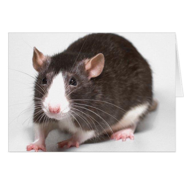 鼻の白い炎を持つドブネズミ (正面横)