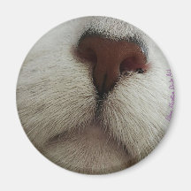 鼻は猫の鼻の磁石を#1知る