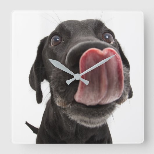 鼻をなめる黒いラブラドール スクエア壁時計 (正面)