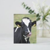 鼻を摘むホルスタイン牛 ポストカード (スタンド正面)