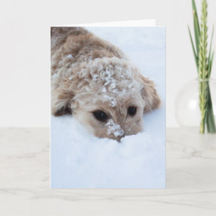 鼻を雪につけたゴルデンドール カード