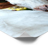 鼻葉書クラシックrにリング付き牛 ポスター (角)