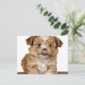 鼻間抜けをなめる子犬 ポストカード (スタンド正面)