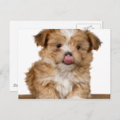 鼻間抜けをなめる子犬 ポストカード (正面/裏面)