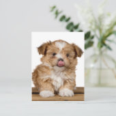 鼻間抜けをなめる子犬 ポストカード (スタンド正面)