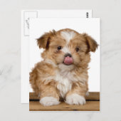 鼻間抜けをなめる子犬 ポストカード (正面/裏面)