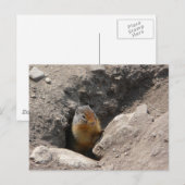 齧歯動物が現れる ポストカード (正面/裏面)