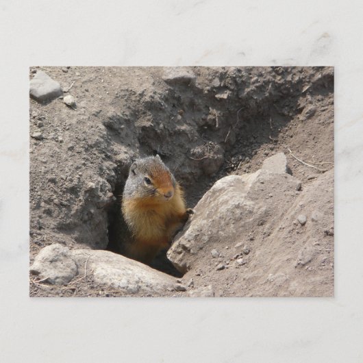 齧歯動物が現れる ポストカード (正面)