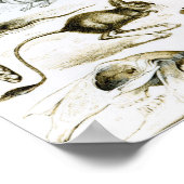 齧歯動物又は顎動物 ポスター (角)