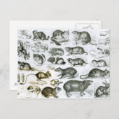 齧歯動物又は顎動物 ポストカード (正面/裏面)